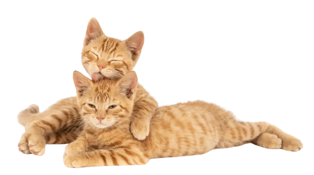 Two healthy cats that use Sepicat cat litter