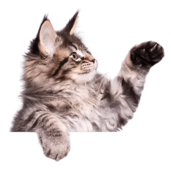 Cat looking at different Sepicat cat litter options