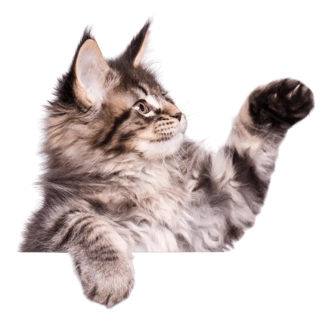 Curious cat choosing the right Sepicat cat litter