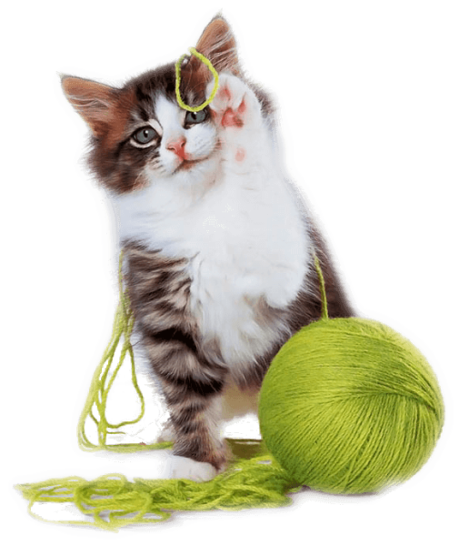 Cat enjoying a clean home with Sepicat cat litter